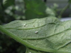 Erzwespe gegen Weiße Fliege, 3x500 Stück Weiße Fliegen